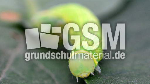 Raupe der Buchen-Kahneule (4).jpg